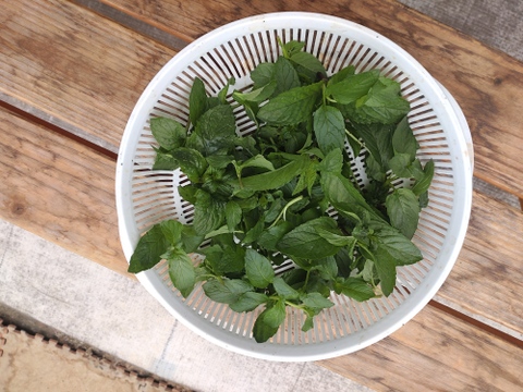 【少量生産】アクアポニックスで育てたオレンジミント（30g）