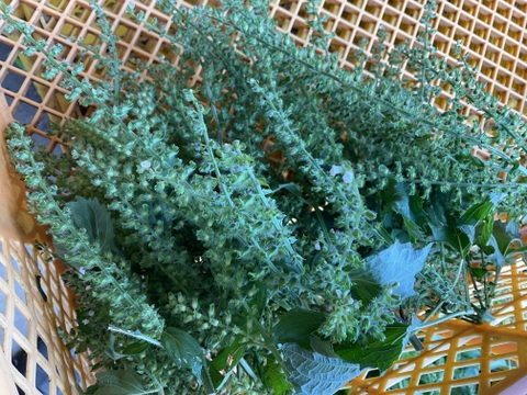 【大好評♪】主茎　 茎ブロッコリー　1350g→ 1760g  from 名水の里　神奈川県秦野市