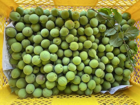 【6月13日頃発送】宮城県産 手摘み青梅3kg 梅酒・梅シロップにおすすめ 自然栽培 栽培期間中農薬不使用 サイズ不揃い