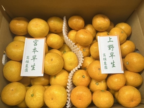 食べ比べセット極早生5kg