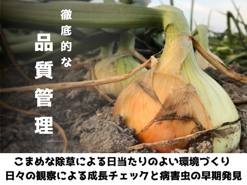 【極甘ジューシー】淡路島 春の新玉ねぎ 20kg箱 約60～80個入