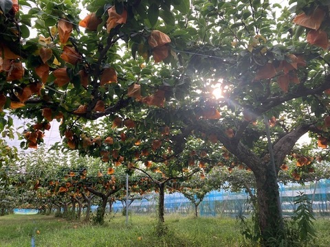 厳選！抜群の甘さとジューシーな【あきづき梨】小箱（５～６玉入り）