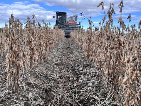 小粒大豆ユキシズカ 4kg 納豆向き！ 北海道十勝本別町 2025年産 オーガニック