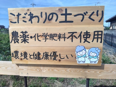 化学肥料・農薬不使用！　冷凍ブルーベリー１ｋｇ