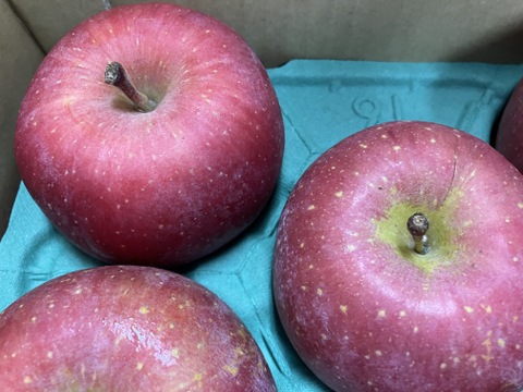 【CA冷蔵品・シャキシャキ】青森県産りんご「有袋ふじ」家庭用 キズ有 約10kg(5kg×2箱)【光センサー・クール配送】