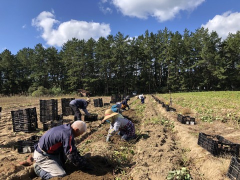 庄内平野の豊かな地下水と海からの潮風香る砂丘地で育てたさつまいも「紅はるか」　食べきりSサイズ 中心