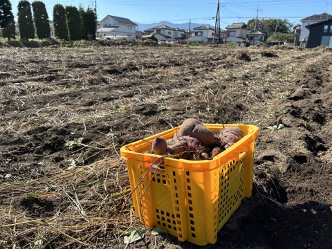 [埼玉寄居発] あま〜い さつまいも紅はるか5kg