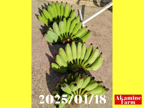 数量限定です！貴重『アップルバナナ』約2kg