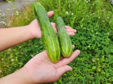 信州　秋野菜セット【12品目】