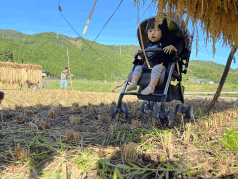 貴重な天日干し！京都府南丹市産「ササニシキ」玄米５kg（栽培期間中農薬不使用）