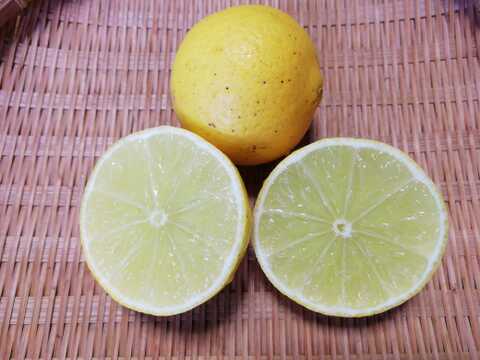 タヒチライム（完熟）１㎏【農薬化学肥料不使用】【あわせ買い可】【熨斗(のし)対応可】