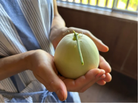 奥出雲産自然栽培ニューメロン(1.5kg程度)