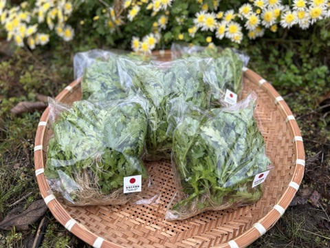 【風味豊か！】自然栽培春菊 180g×5パック