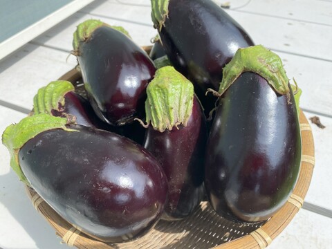 重量級！とろとろ米ナス　4本入り（約1.5kg）