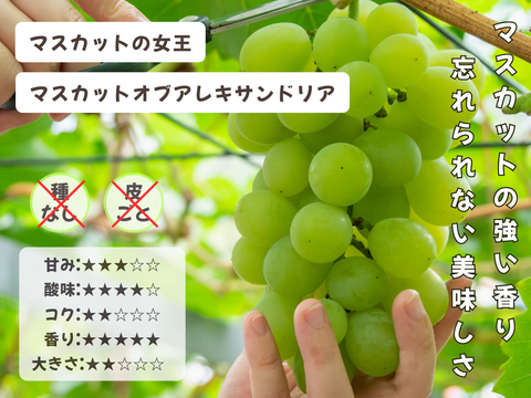お盆シーズンにお届け可能　シャインマスカット入り　『岡山県産ぶどう』　おまかせ3種食べ比べセット　1.5キロ以上