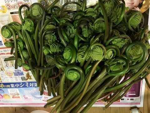 令和7年新物】天然ぜんまい！食感やみつき‼ばあちゃんが手もみ