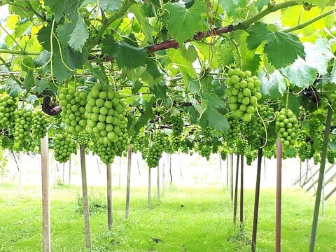 甘さ抜群！完熟朝採りシャインマスカット1.5kg以上 2～3房 山形県産