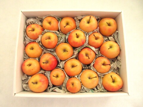 【超希少品種！】果肉まで赤～いりんご「御所川原（ごしょがわら）」B品不揃い（2.2kg強)