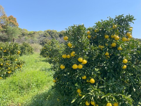 【自然栽培】日向夏1.6kg箱詰 -農薬不使用・無肥料・無除草剤-