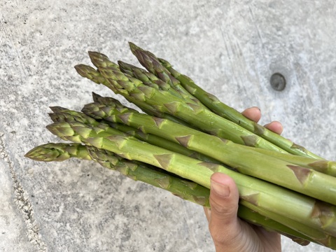 太陽の光をいっぱい浴びた栄養満点アスパラガス・甘くてみずみずしい【春芽】Ｍ〜Ｌおためし600g