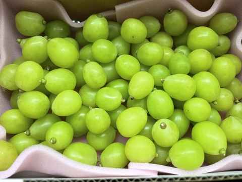 【ご家庭用‼︎】お試し特別価格‼︎粒売り‼︎1kg訳あり‼︎傷あり‼︎山形県産シャインマスカット