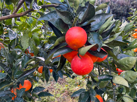 ［5kg］《ブラッドオレンジ（タロッコ）》柔らかい果肉×華やかな香り（大小混合・訳あり含む）