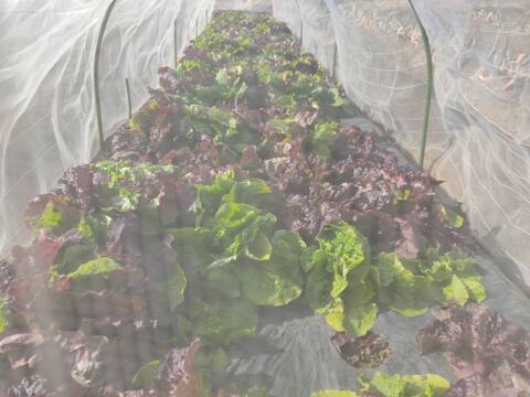 ✨農薬・化成肥料不使用の新鮮白菜「魂の白菜」1玉+旬のお野菜✨