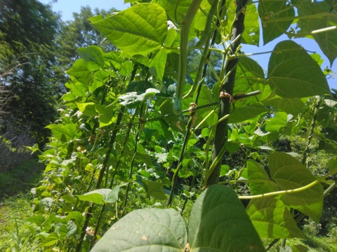 自然農園の健康やさい！　夏野菜珠玉の6品セット