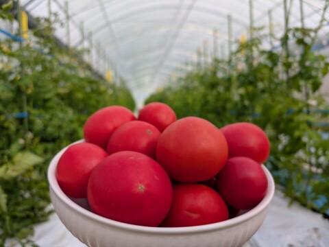 お母さんスタッフいちおし!!熊本県八代産訳ありトマト『おっぺしゃん』２kg