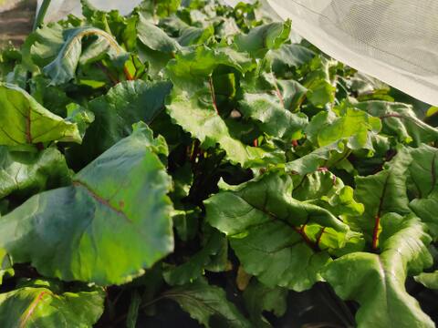 🌱収穫そのままお届け！畑直送！「食べる輸血」採れたて葉付きビーツ1〜2種セット約1.5kg🌱｜畑の鮮度そのまま✨｜農薬・化成肥料不使用｜✨