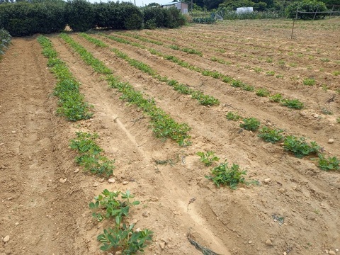 半立ち　浜松三方原台地で栽培した生落花生🥜。農薬不使用‼️塩ゆで落花生などに、1箱　殻付おおよそ500ｇ