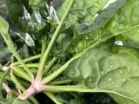 (10束)えぐみなし！[信州産]ふわふわ春の露地ちぢみほうれん草