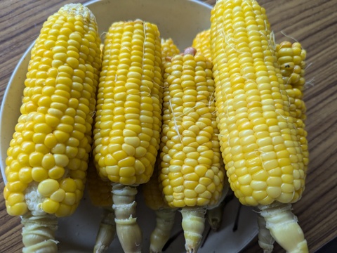 【栽培期間中　農薬不使用】訳アリ！とうもろこし＊ゴールドラッシュ（14本前後・80サイズの箱に入るだけ）