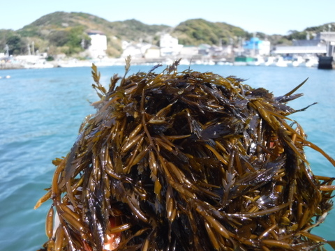 ネバシャキ！【産地直送】きざみあかもく180ｇパック5本 伊勢志摩産　鳥羽市の離島・菅島沿岸で収穫！　人気のおみやげ　鳥羽のお土産28選　NIPPONFOODSHIFT入賞商品