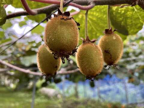 国東半島の地下水で育った栄養満点のキウイを直接お届け！『国東産キウイ』2.5kg　ヘイワード（16〜30個）