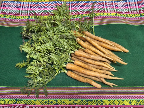 愛情たっぷり育てた寒締め葉つきミニ人参700ｇ★パチャママ農園