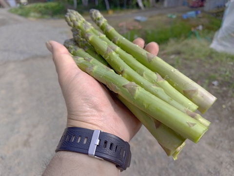 【朝採れ当日発送】北海道産露地グリーンアスパラ 2kg｜野菜ソムリエサミット受賞　L・M混合 2kg