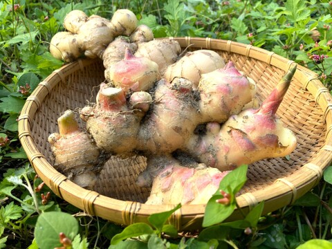 【高知県産】新生姜　1㎏【2025年10月】＃栽培期間中農薬・化学肥料不使用