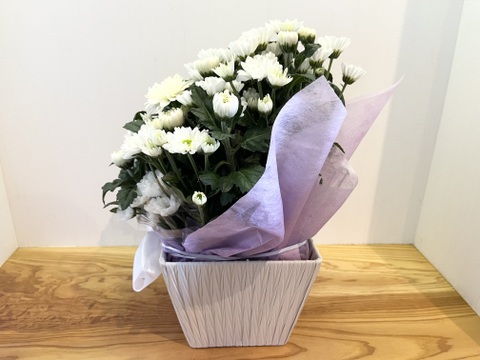 白菊とスプレーマムのお供えアレンジメント