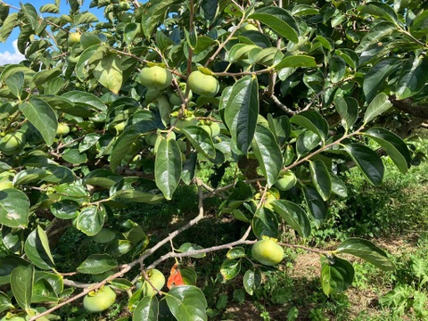 一口サイズ♪ 自然栽培干し柿ブロック100g9袋