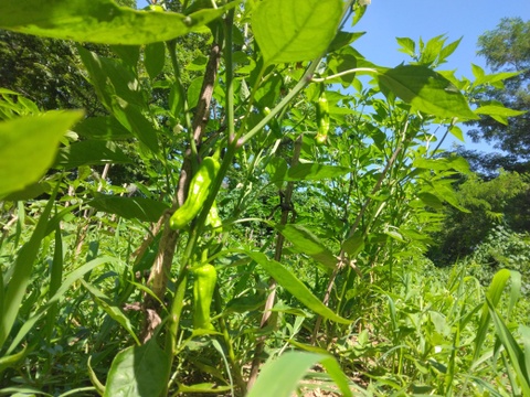 自然農園の健康やさい！　夏野菜珠玉の6品セット