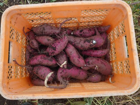 伊東農園のシルクスイート(サツマイモ)品のある甘さ!少し傷ありでお得!