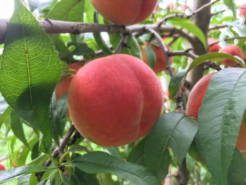 【2025年産予約】なつっこ（白桃）訳あり 約2.8kg(5-14玉) 8月上旬頃発送開始予定 生まれも育ちも長野県な白桃#NPN0B028