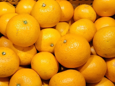 【木なり八朔 ご家庭用 4kg 】こだわりの樹上完熟