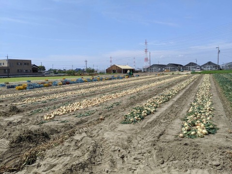 5月より発送【訳あり】生がおいしい　神重農産の新玉ねぎ「旬玉」5㎏