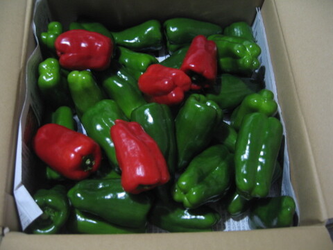 【子供も喜んで食べる🫑】　朝採れ発送！　兵庫県香美町産「たじまのピーマン１ｋｇ」
【敬老の日】