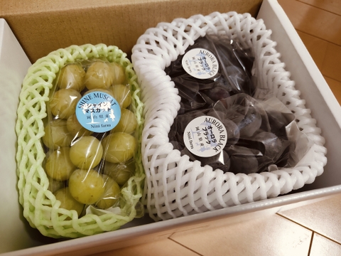 【福袋2025】 限定50セット シャインマスカット+お任せ品種(合計約1.1kg) 4200円相当以上