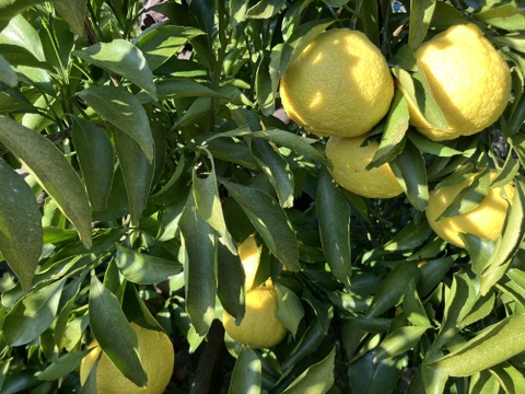 愛媛県八幡浜市産　はるか（8キロ）