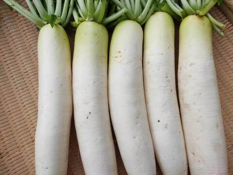 今が旬！！　大根　５kg　　（4~7本）