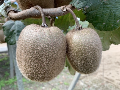 農薬不使用キウイフルーツMサイズ　18個(約1.9kg)